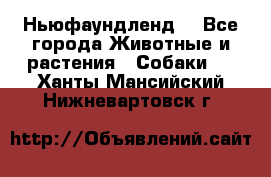 Ньюфаундленд  - Все города Животные и растения » Собаки   . Ханты-Мансийский,Нижневартовск г.